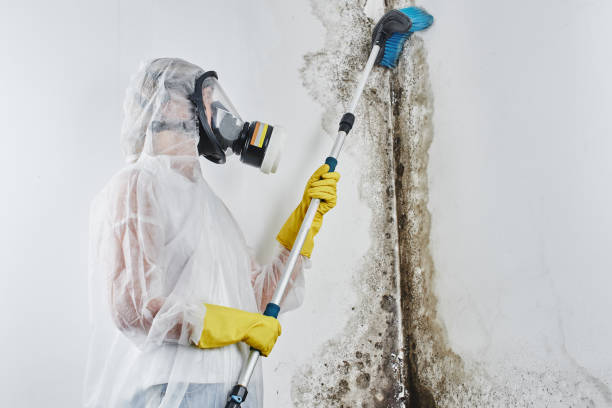 Best Attic Mold Remediation in De Soto, KS